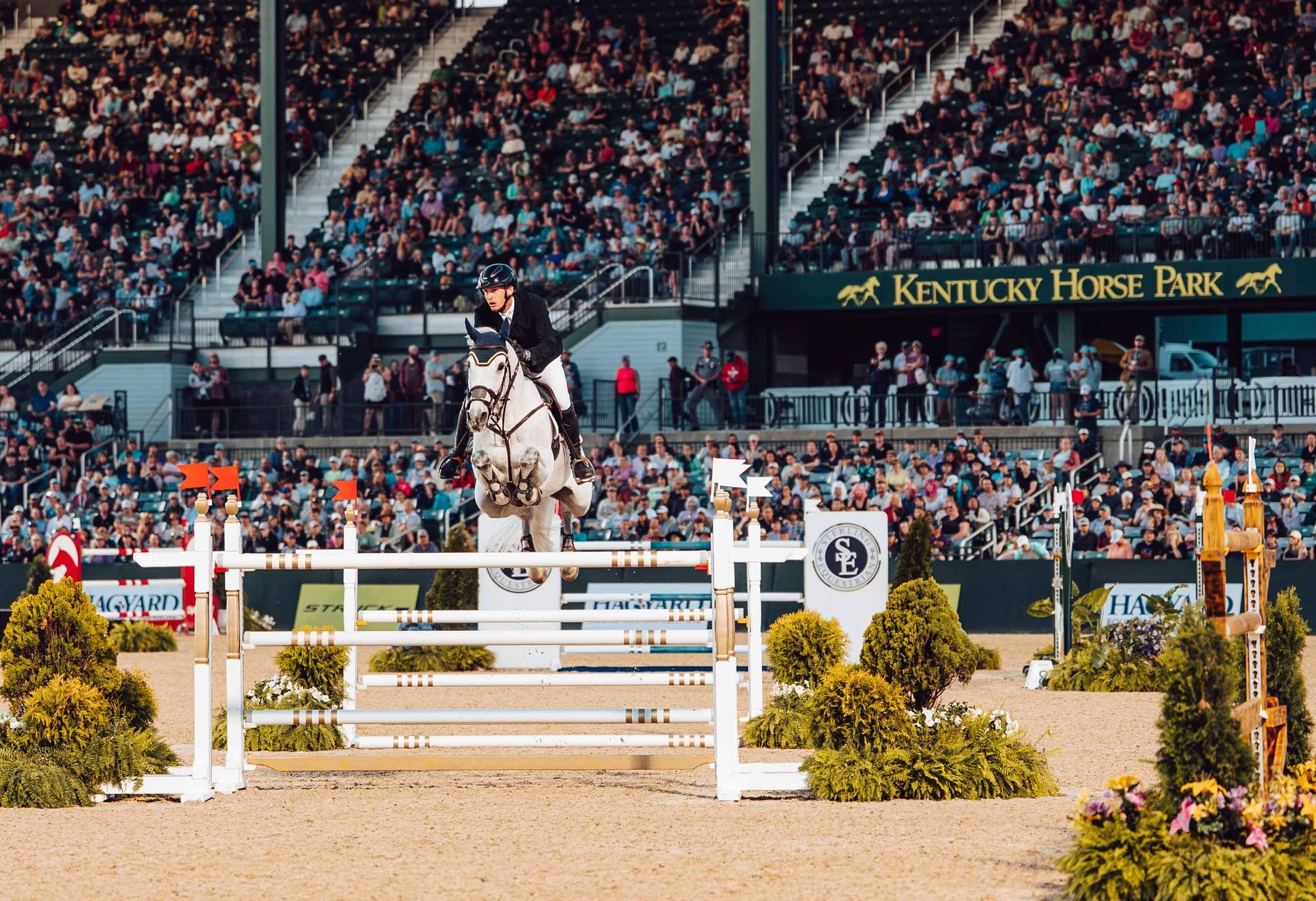 A man is riding a white horse and holding his helmet in the air