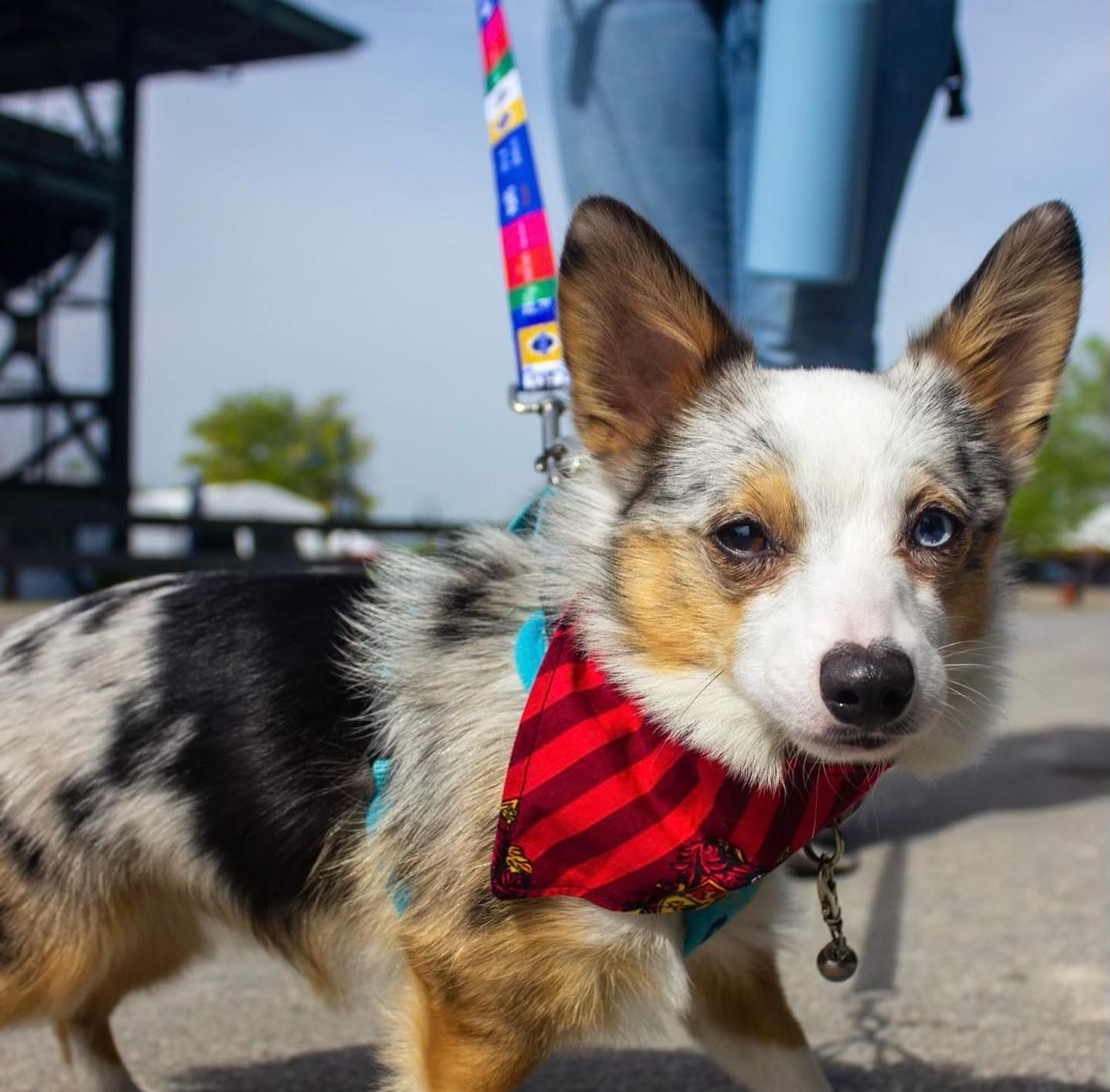 A small brown and white dog wearing a red striped bandana