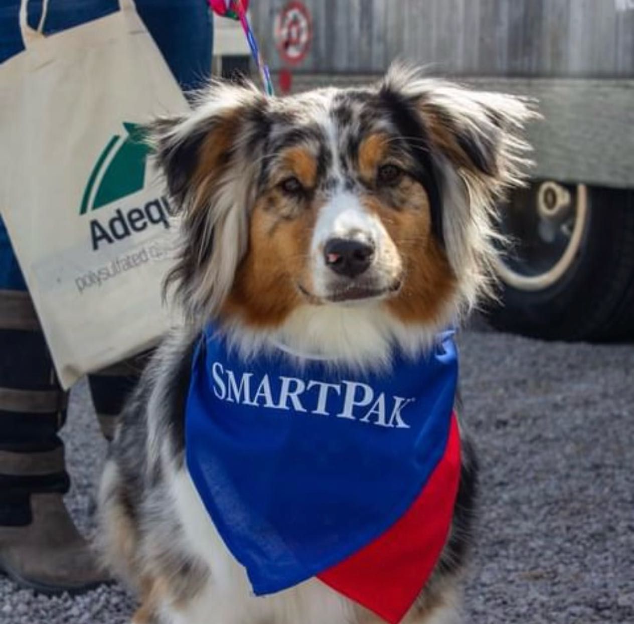 A brown and white dog wearing a smartpak bandana