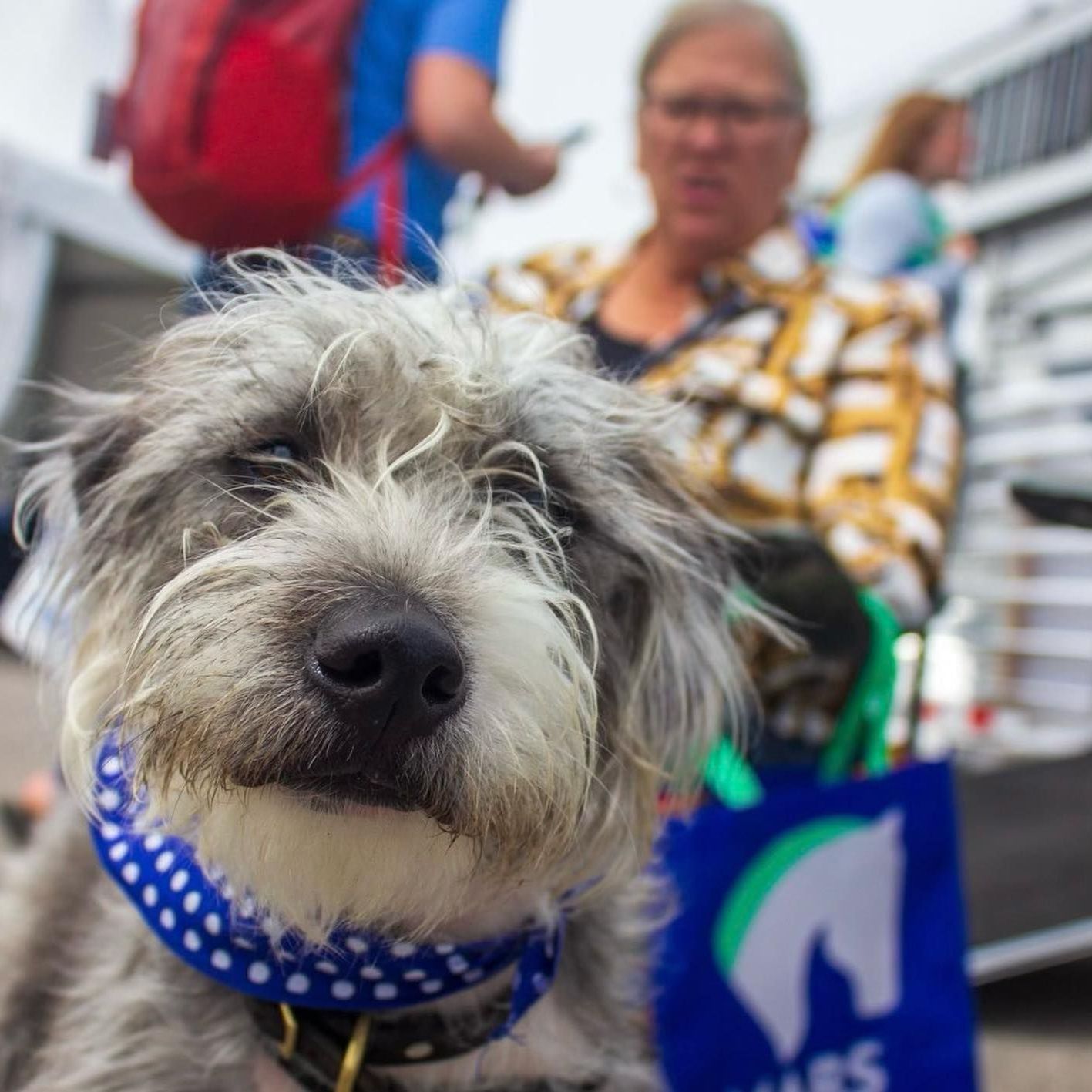 A dog wearing a blue and white polka dot collar