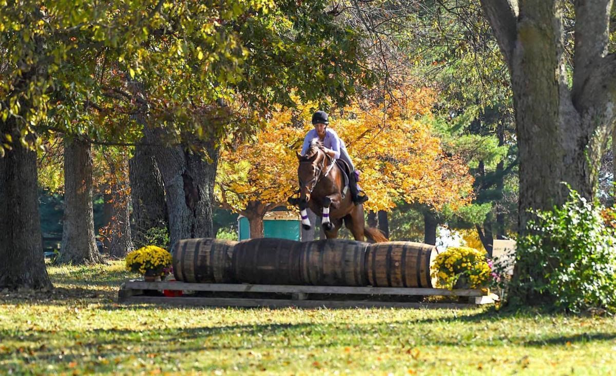 A person is riding a horse over a log in a park.