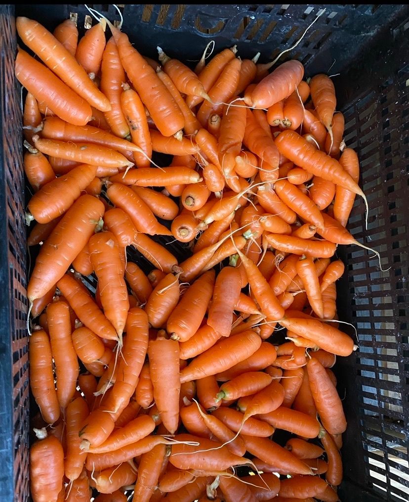 A bunch of fresh carrots in a basket