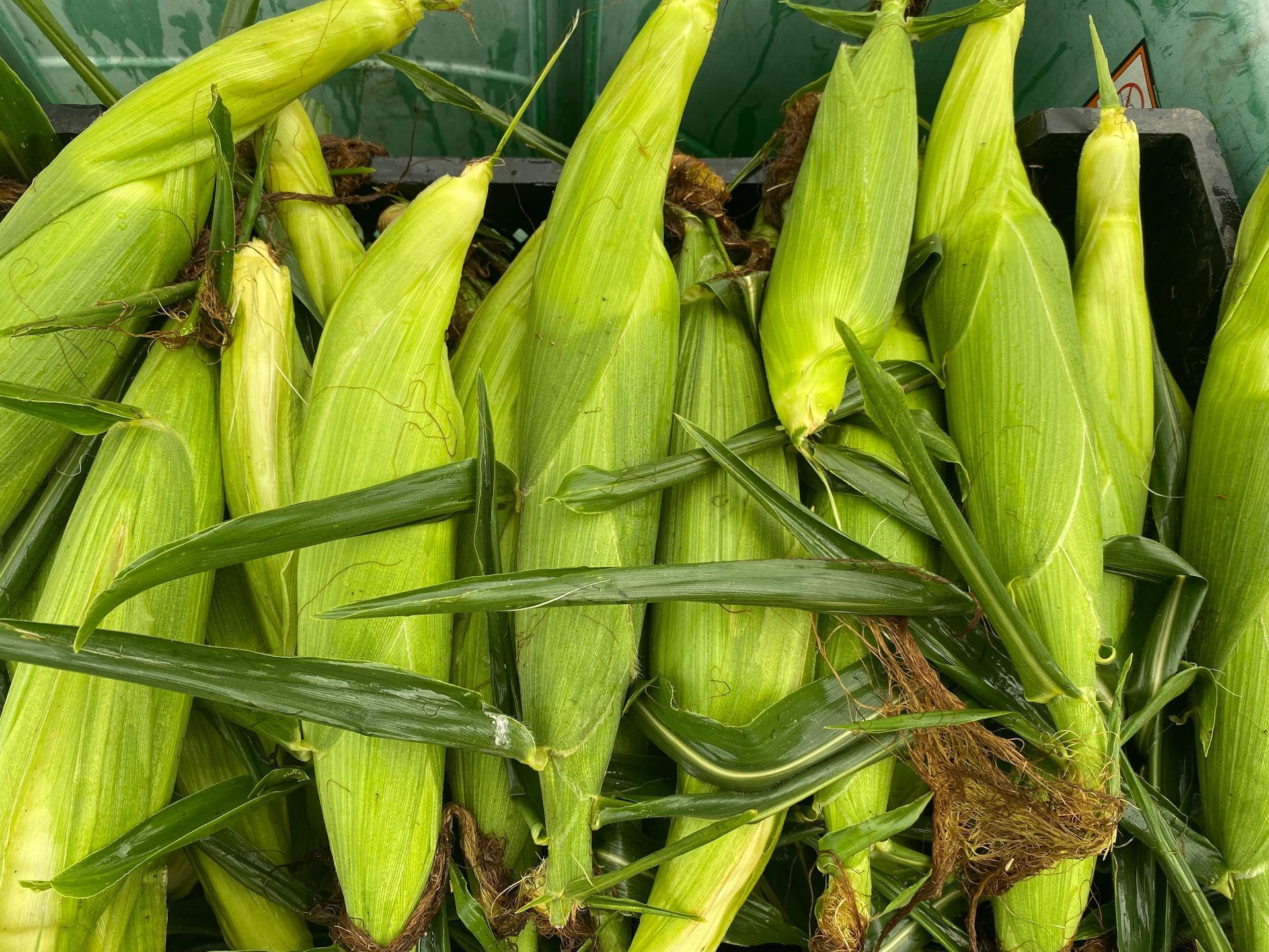 A bunch of unhusked corn