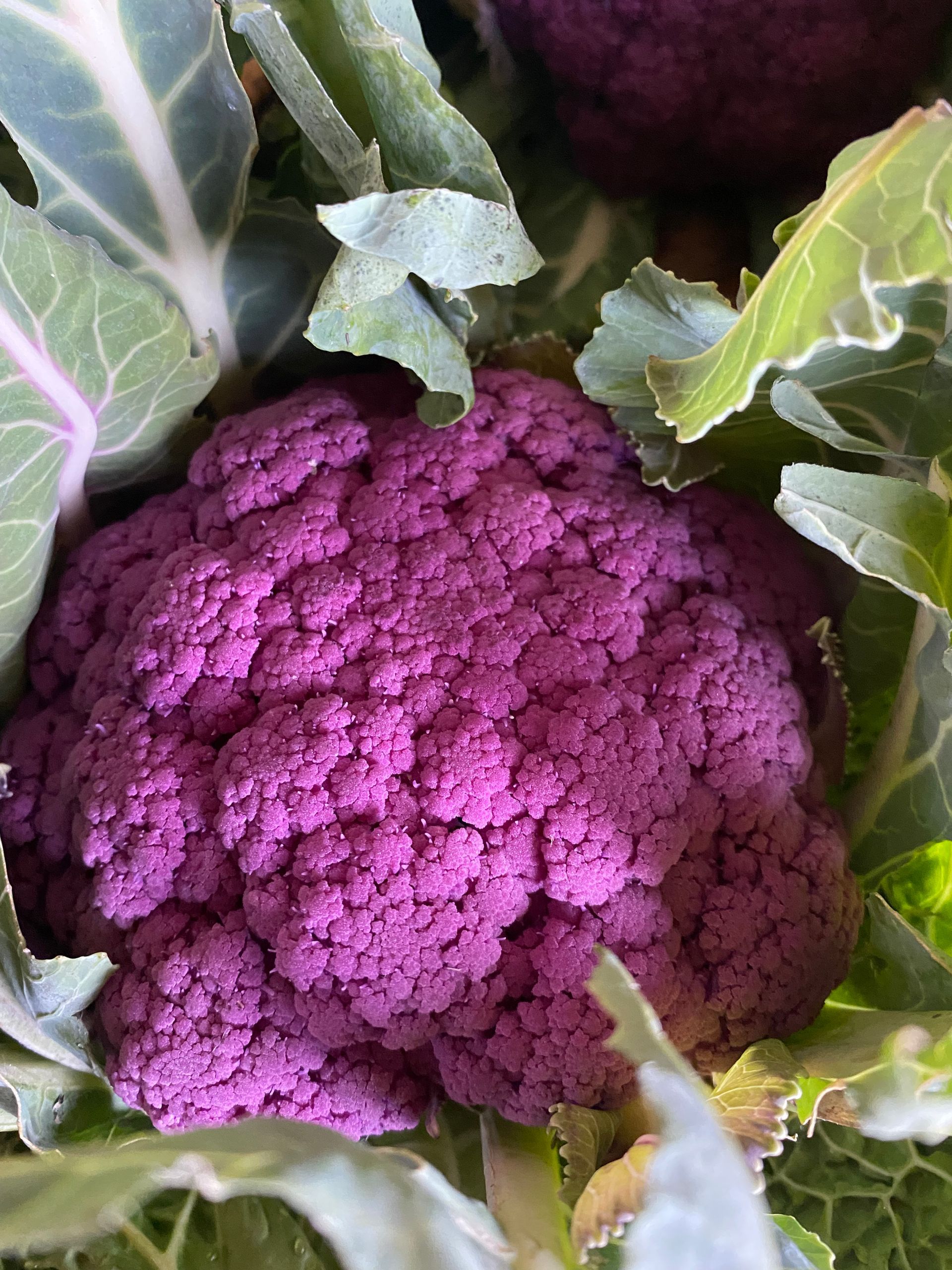 Closeup of purple cauliflower