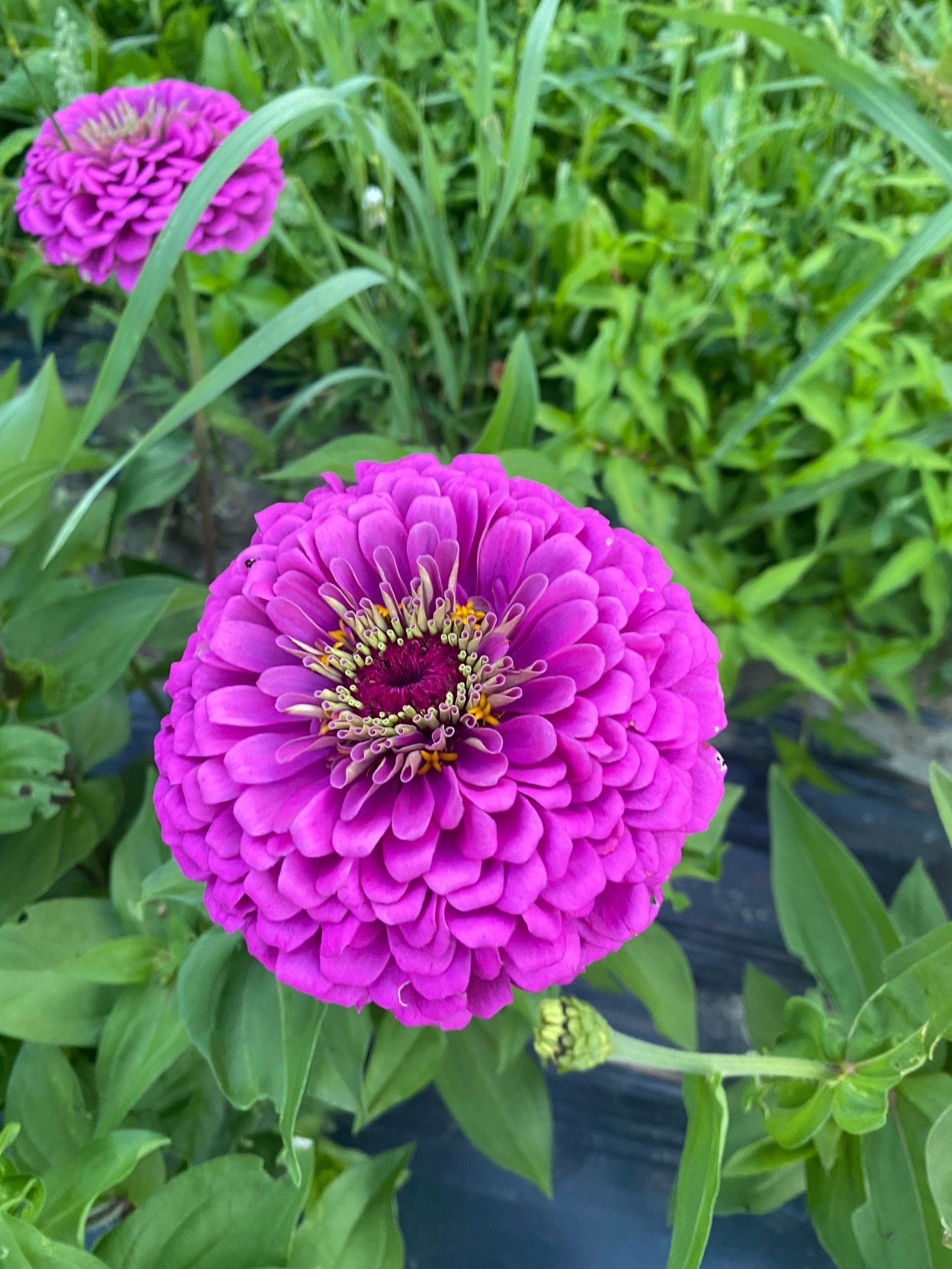 Closeup of a purple flower