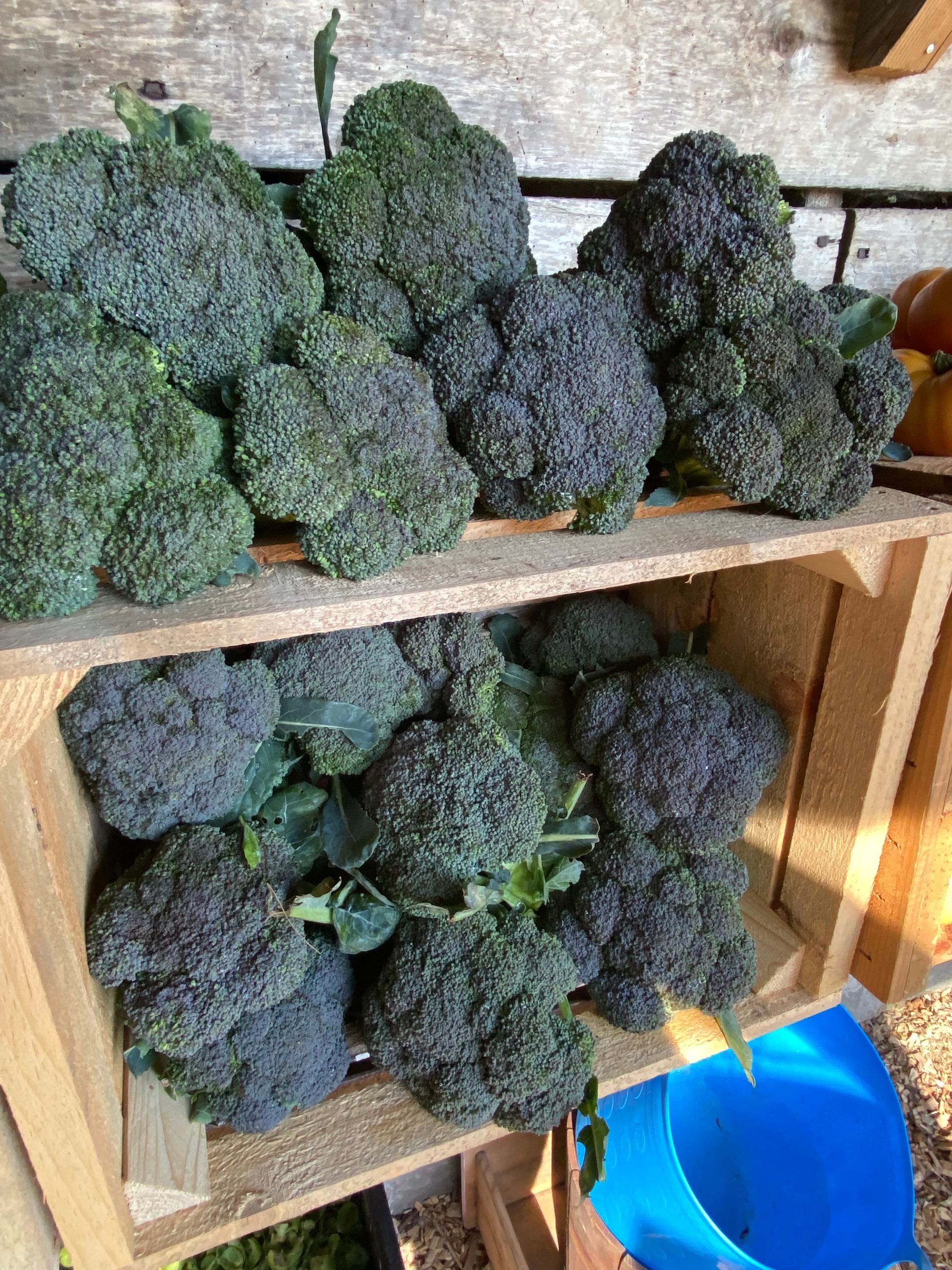 A bunch of broccoli stacked inside and on top of a wooden basket