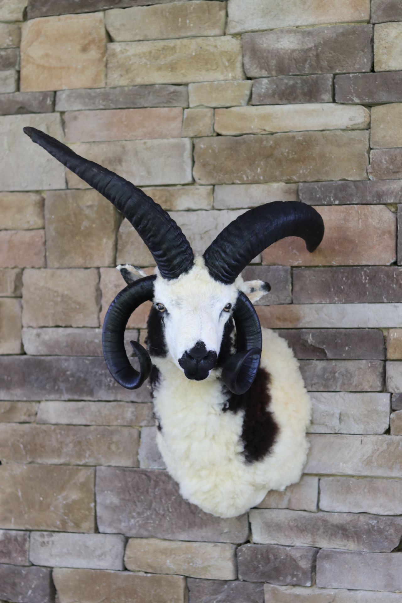 Tennessee Taxidermy Mounts, Hides and Skulls