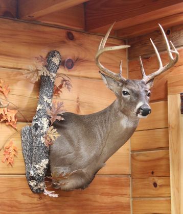 Tennessee Taxidermy Deer