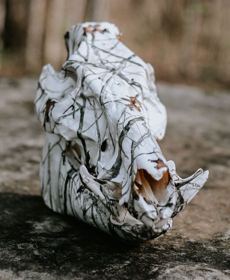 Taxidermy Skull Art