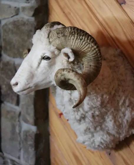Buffalo Taxidermy Mount