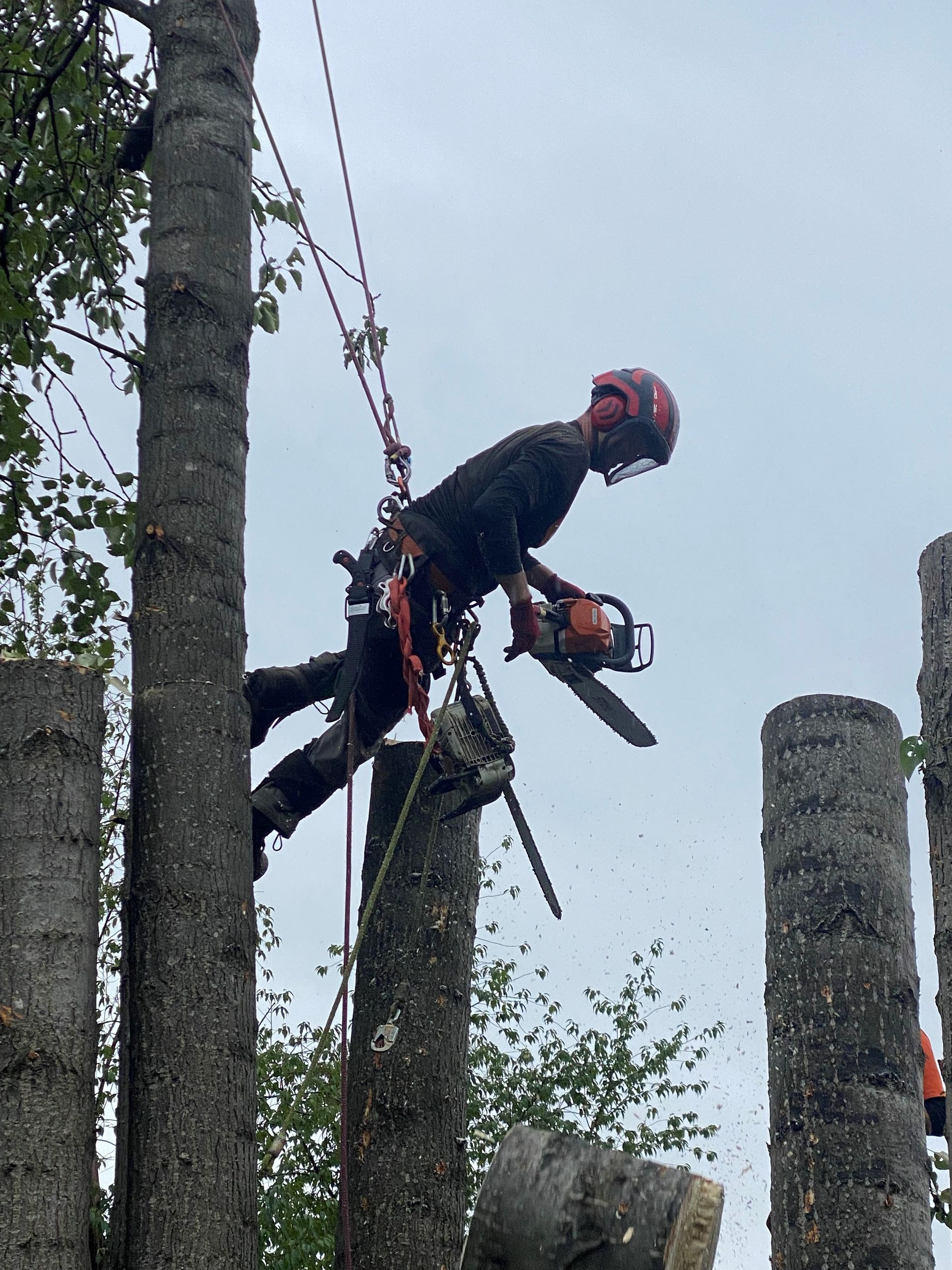 Tree Pruning Anchorage, AK Greatland Tree Service