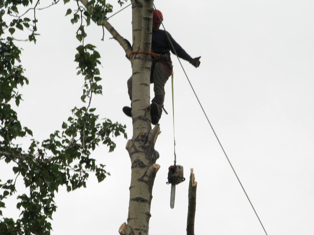 Tree removal in progress by arborist with chainsaw in a wooded landscape.