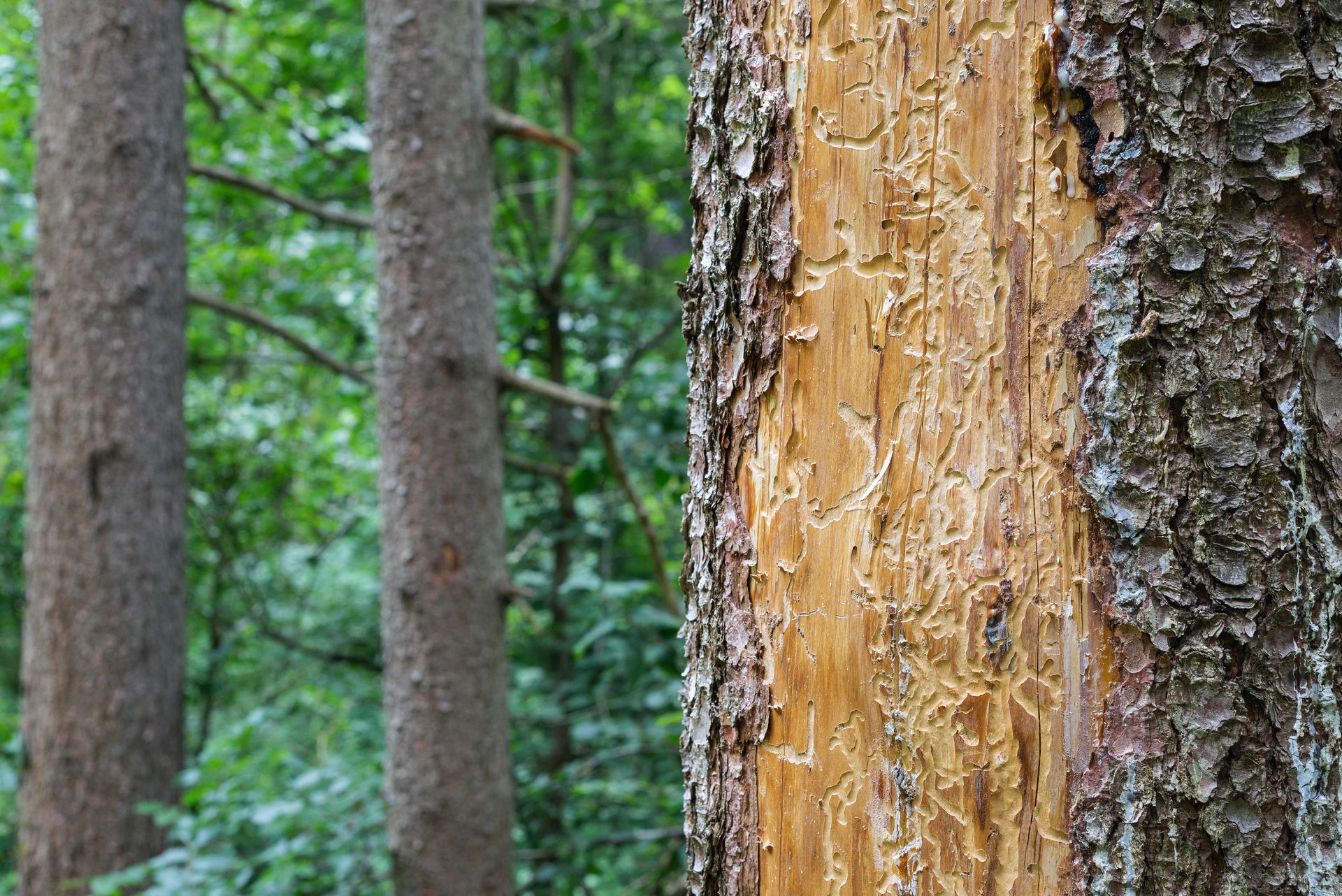 Tree bark damaged by bark beetle activity, showing extensive tunneling beneath the surface.