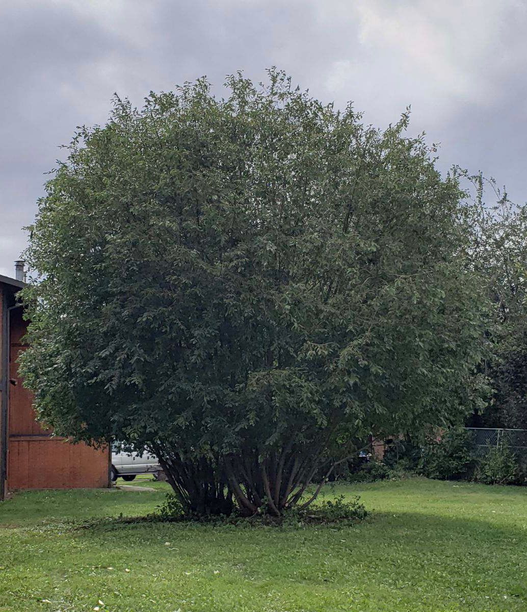 Tree Care Services — Anchorage, AK — Greatland Tree Service