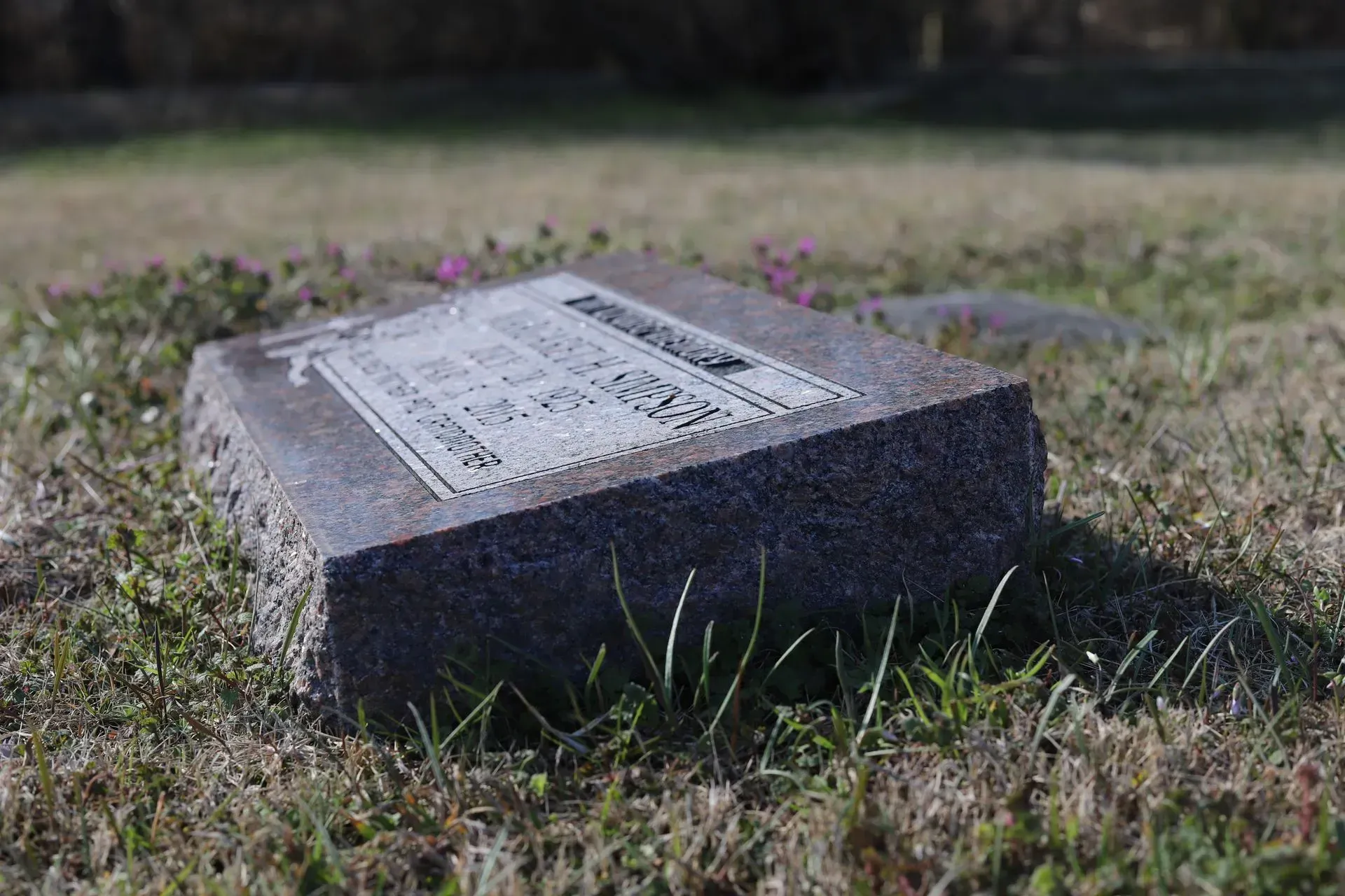A weathered tombstone lying on the ground in a grassy area with sparse weeds and small purple flowers.