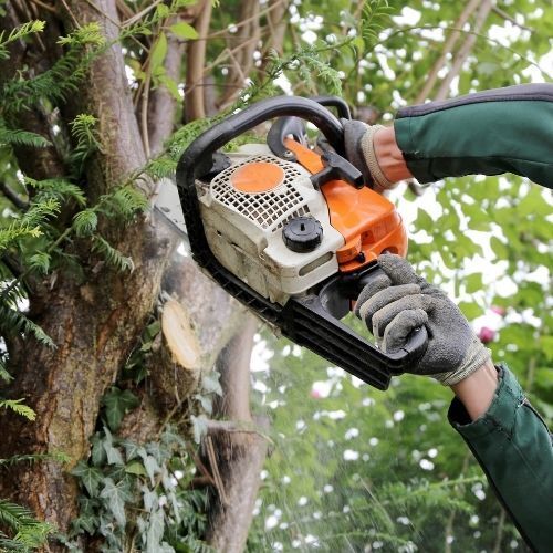 This is a picture of Tree Surgeons Mansfield Tree cutting and crown reducing a tree in a local community