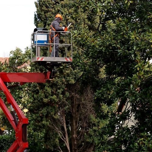 this is a picture of a tree surgeon Hedge Cutting from a crane