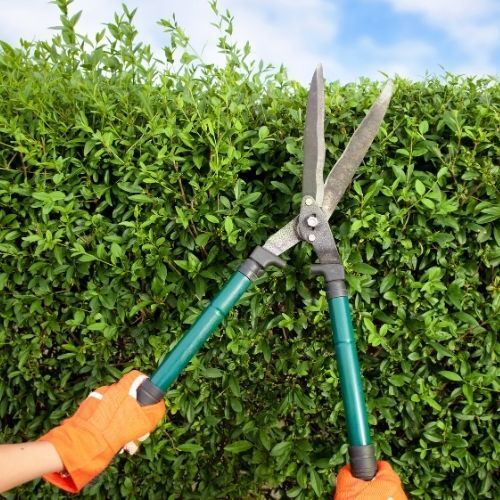 One of our team at Tree Surgery Leicester  Hedge Cutting & Pruning a large  garden hedge