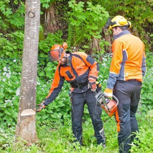 This is a picture of Tree Surgeons doing a tree inspection in Mansfield