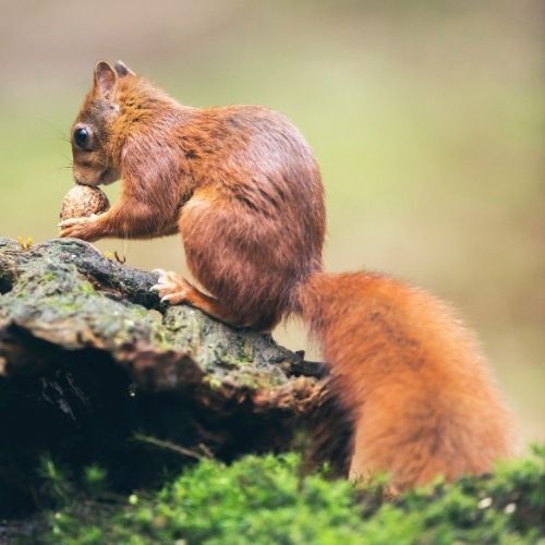 A picture of a red Squirrel taken by a team member at Tree Surgeons Mansfield before we begin the job of Stump Grinding  on a recent job