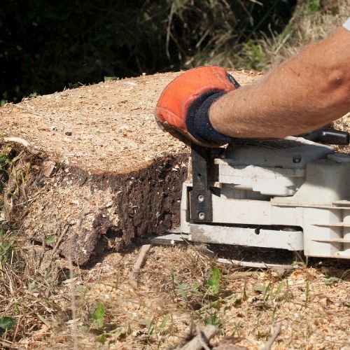 This is a picture of a Tree stump Removal by Tree Surgeons Mansfield