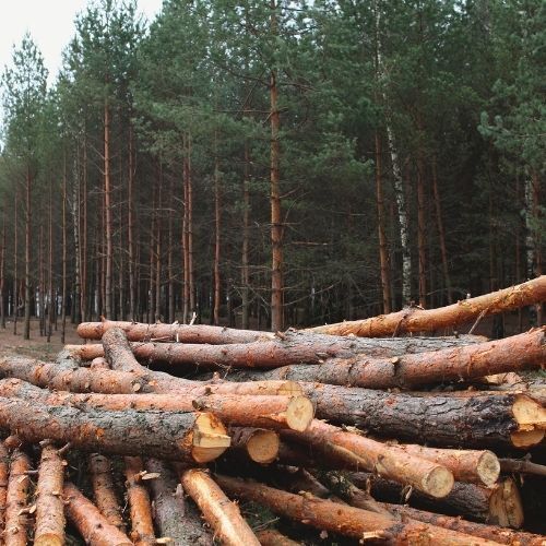 This is a picture by our Tree Surgeons Mansfield of a recent woodland clearance in Leicestershire