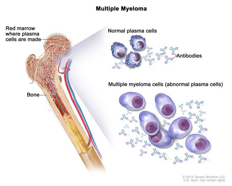 ALMOES CELL