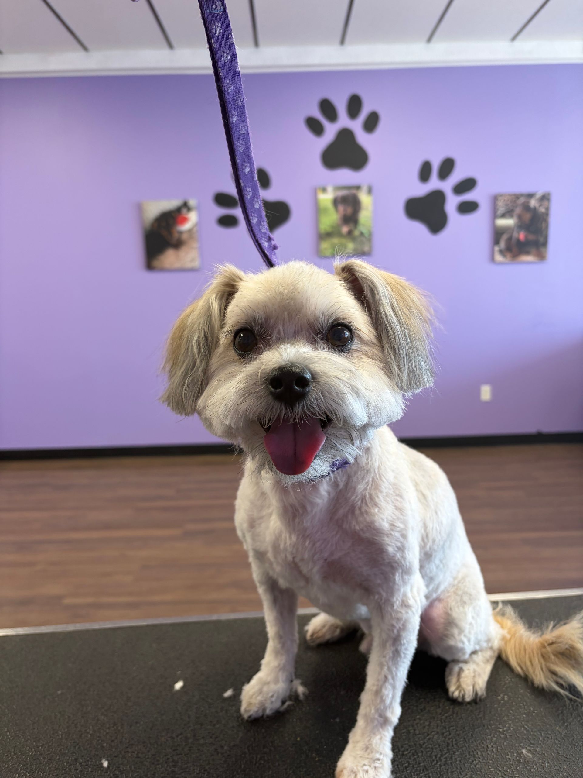 Small tan dog with a purple leash sitting on a mat in a purple room with paw-print wall decor.