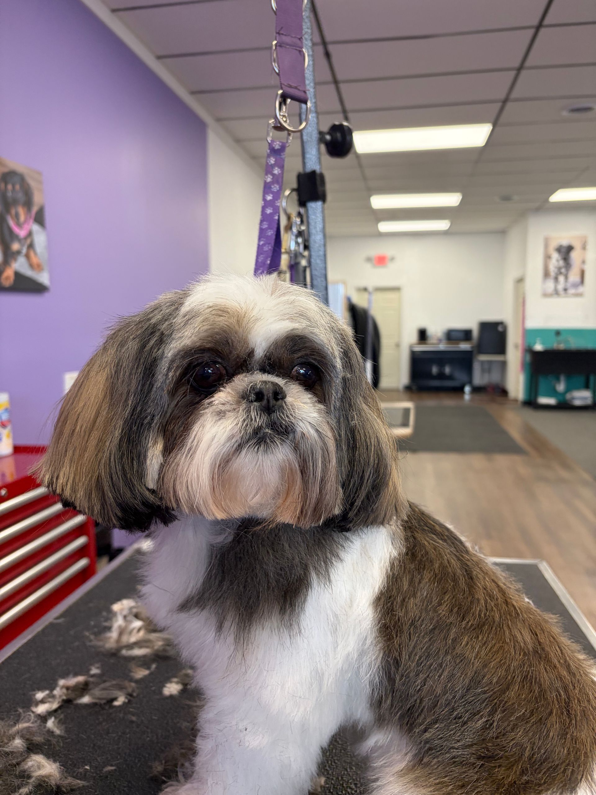 Small brown-and-white dog on a leash inside a pet grooming salon, looking up at the camera.