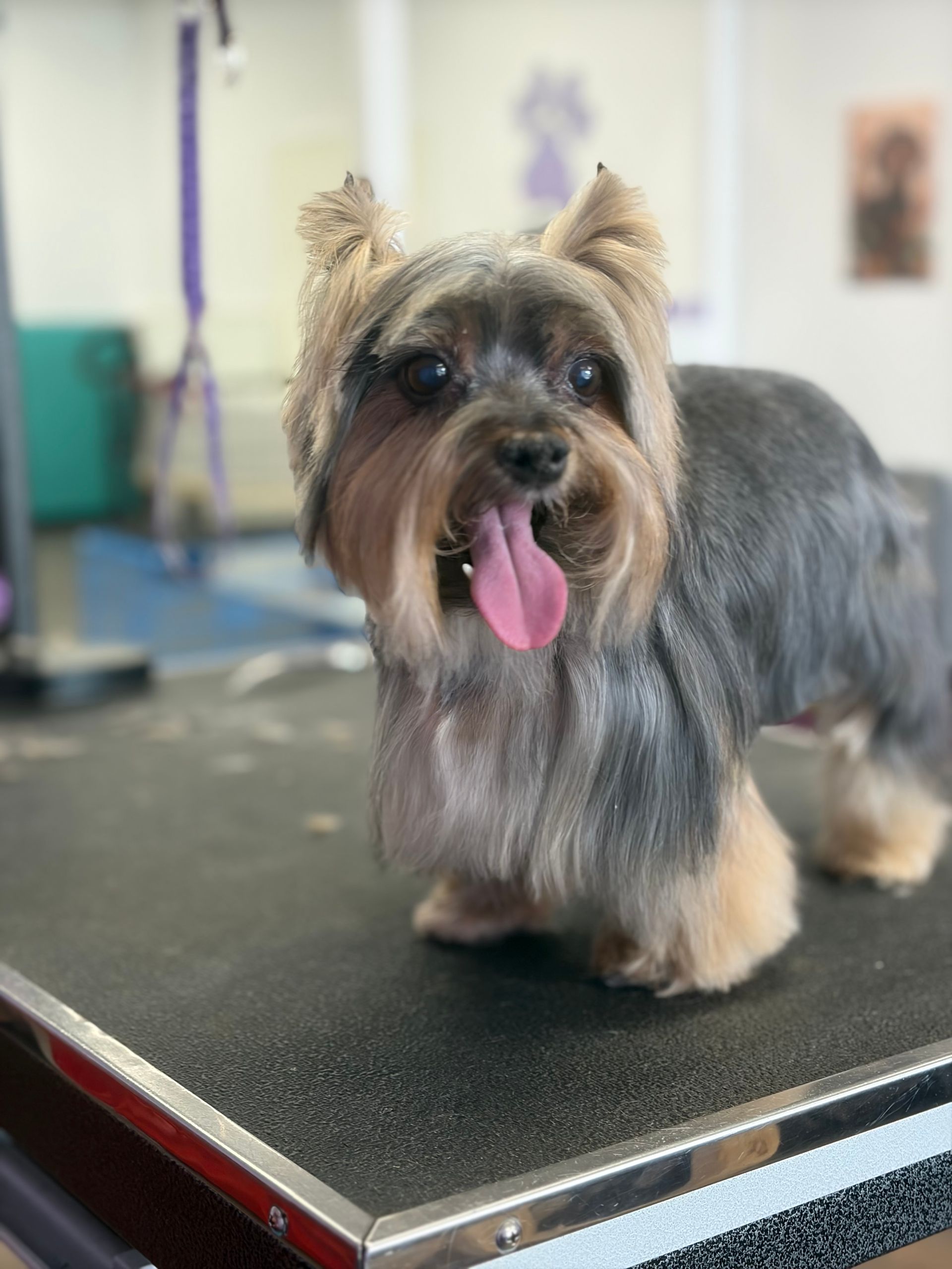 Small Yorkshire terrier standing on a grooming table, tongue out, with a blurred salon background.