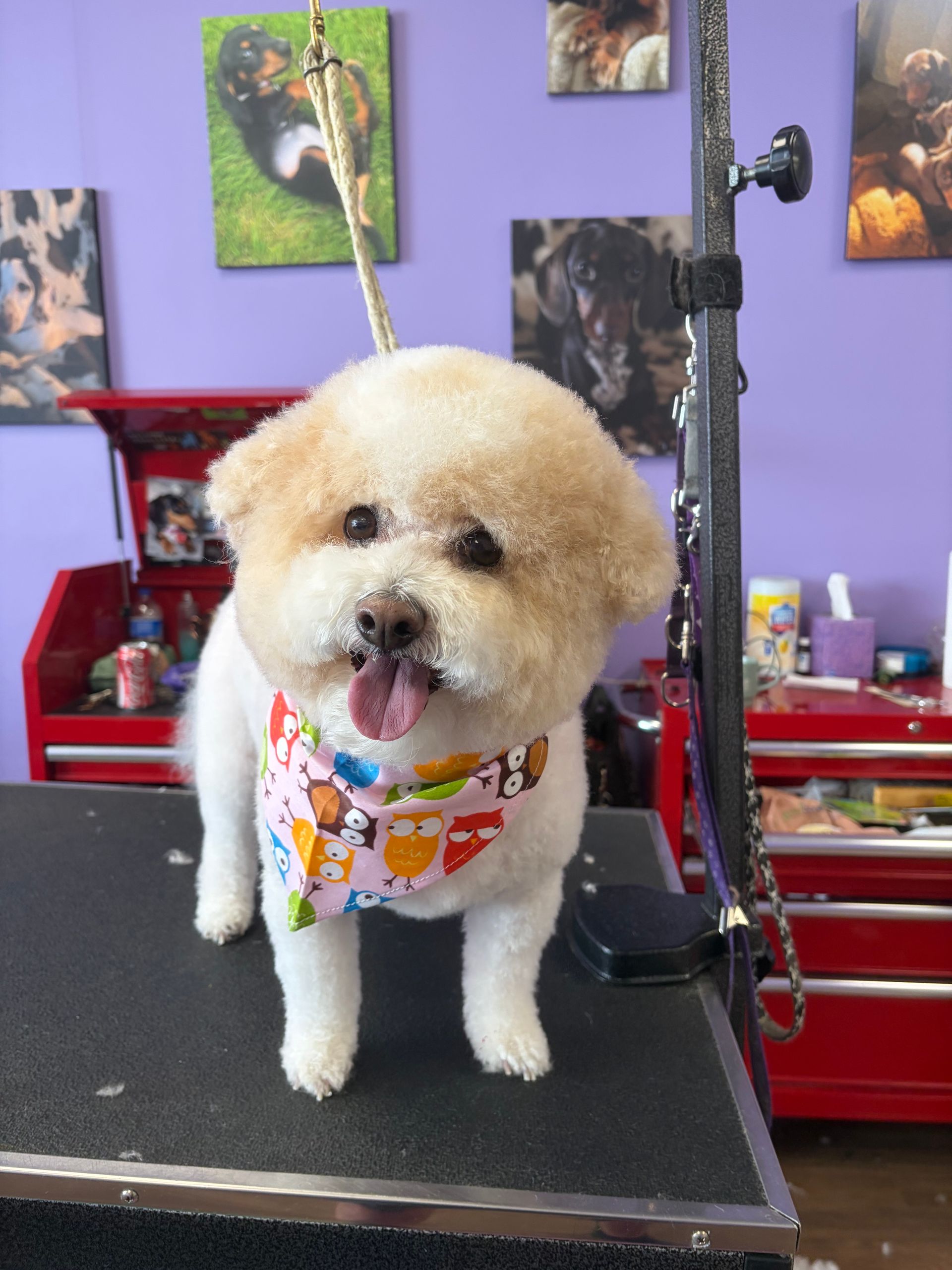 Small fluffy dog in a colorful bandana standing on a grooming table with tongue out.