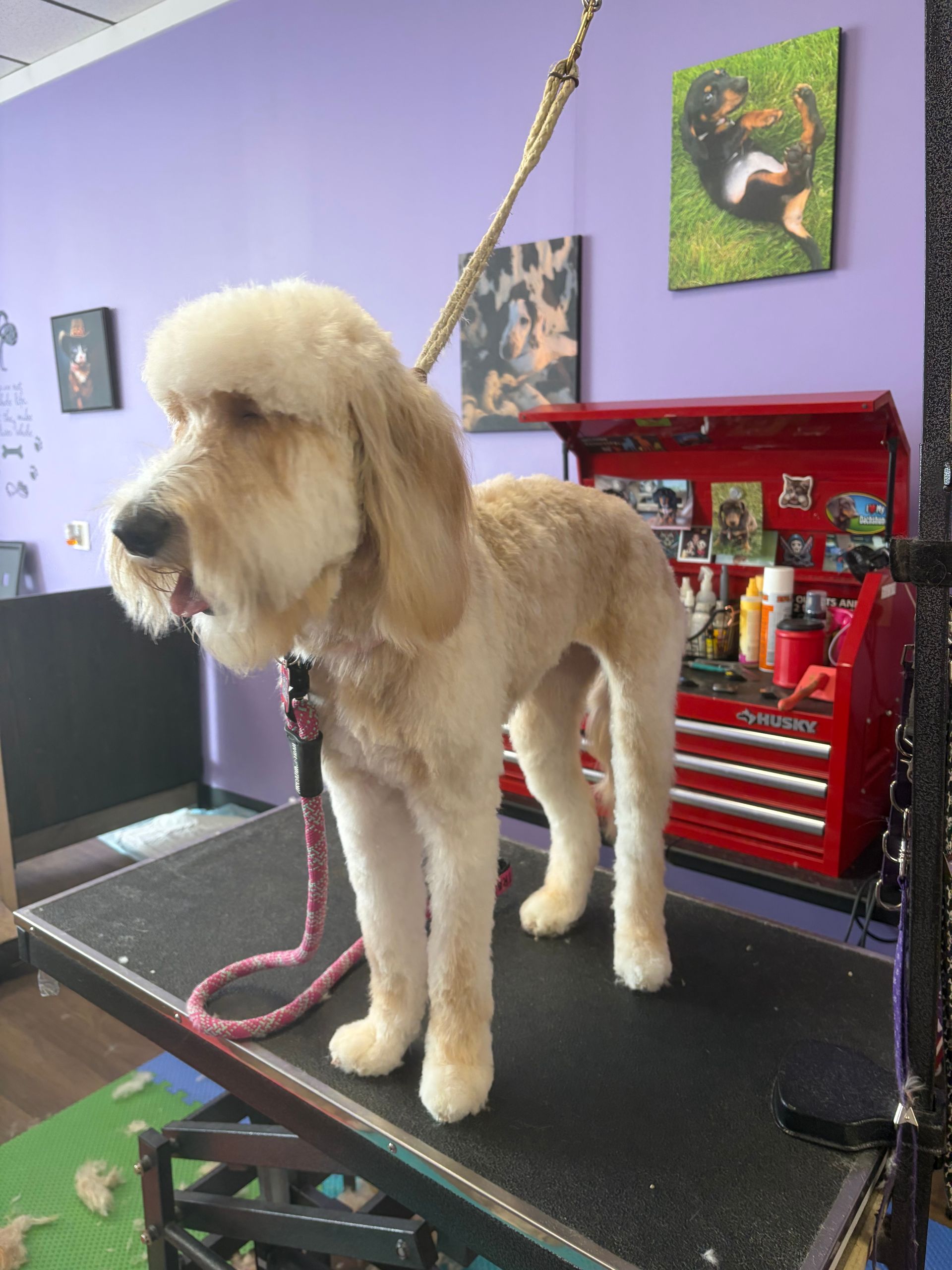 Fluffy tan dog standing on a grooming table with a pink leash in a pet salon