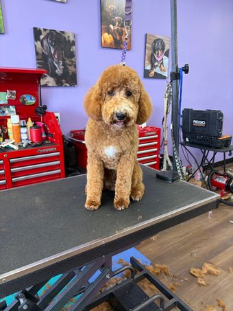 Curly brown dog standing on a grooming table in a purple pet salon