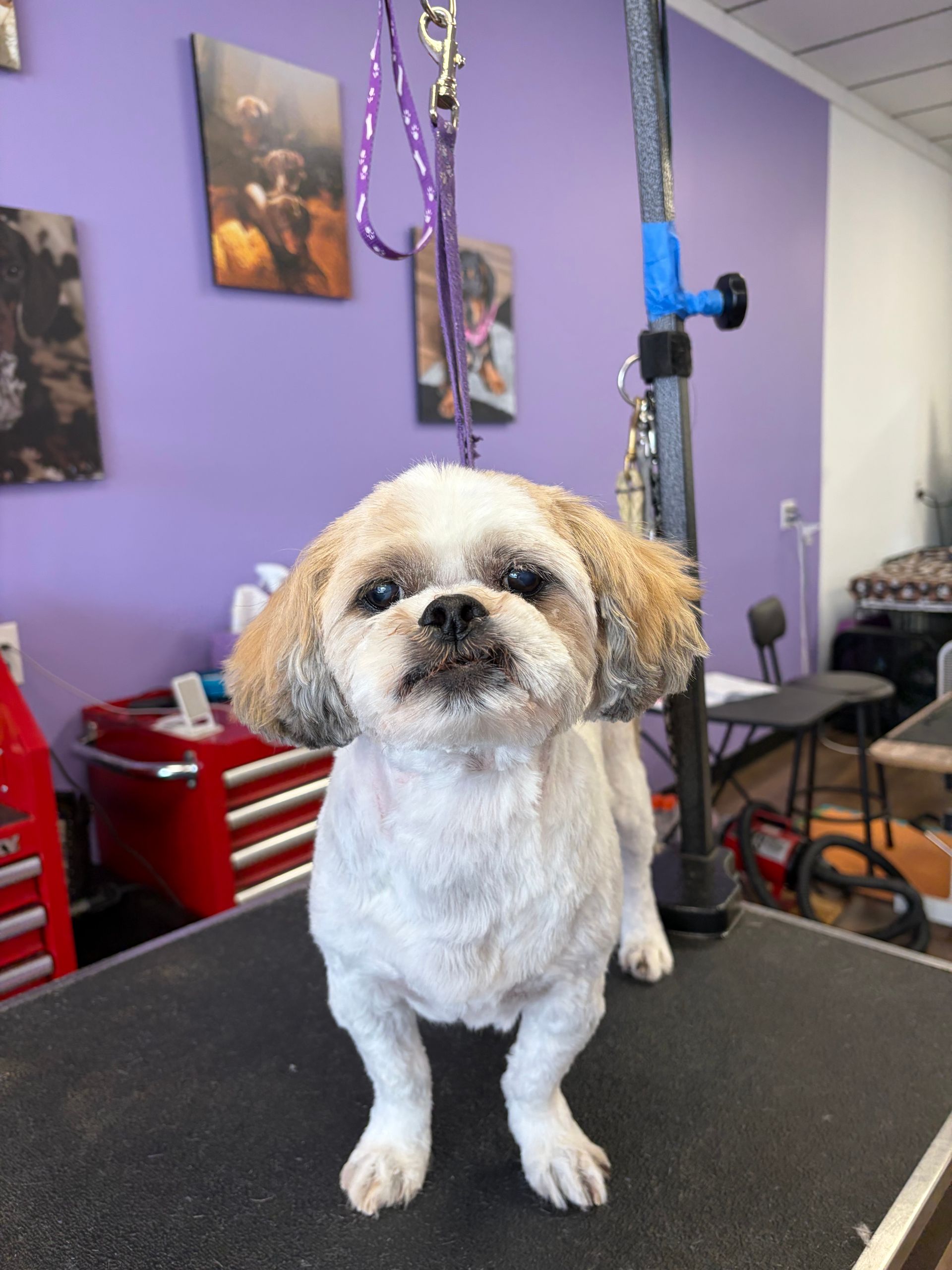 Small white dog with tan ears sitting on a grooming table in a purple-walled salon