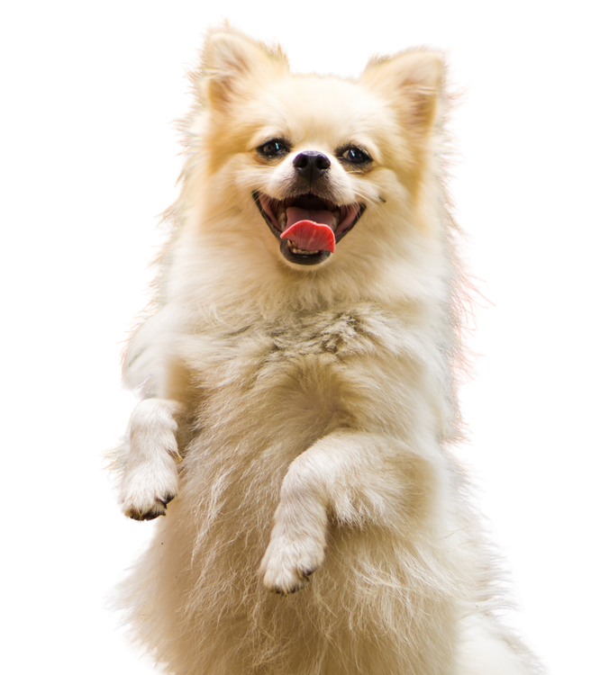 Fluffy cream-colored small dog standing upright with tongue out on a white background