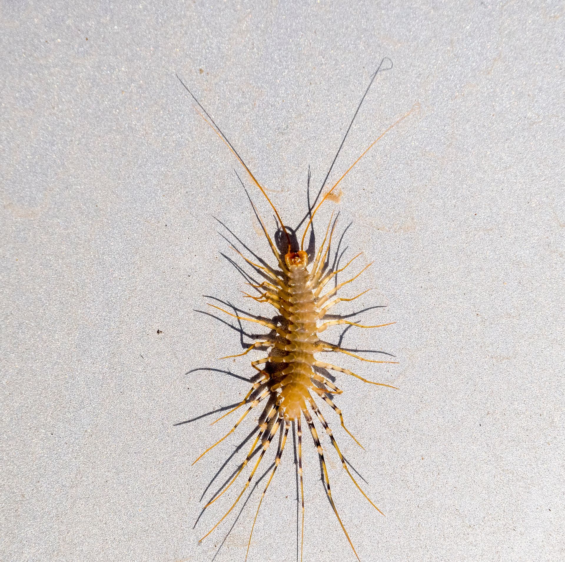 Centipede on a wall