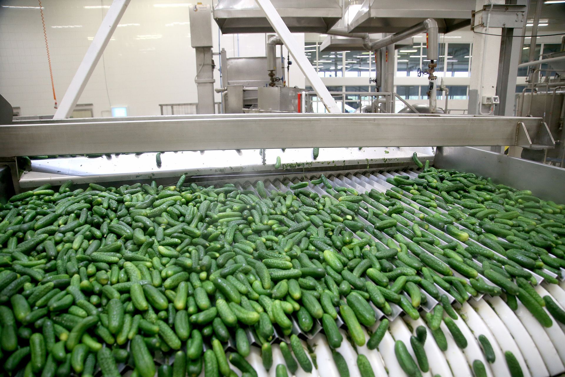 Cetrioli su un nastro trasportatore mentre vengono spruzzati con acqua in uno stabilimento di lavorazione alimentare.