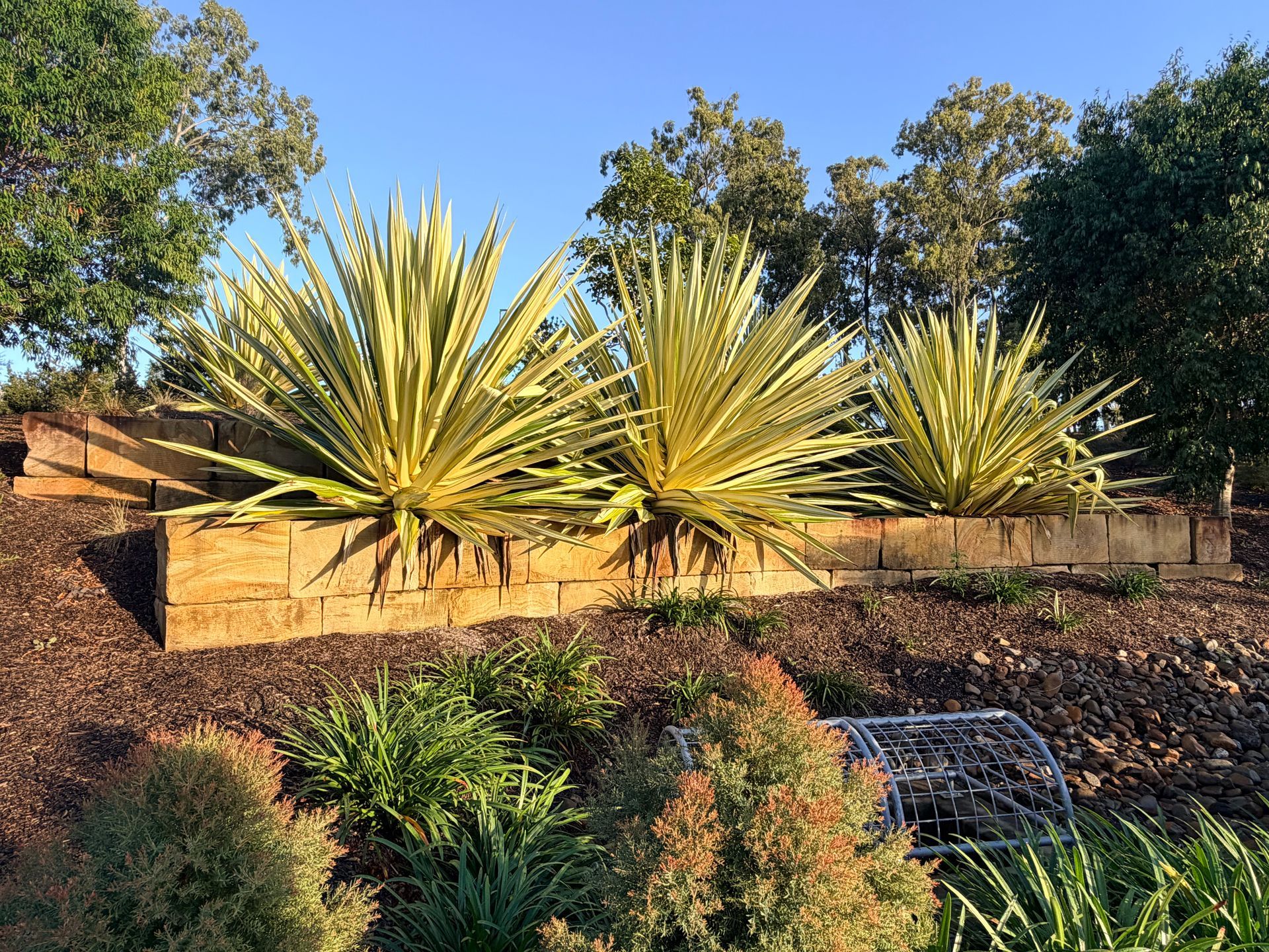 Desert garden with spiky green succulents and shrubs — Border Rockwalls in Stotts Creek, NSW
