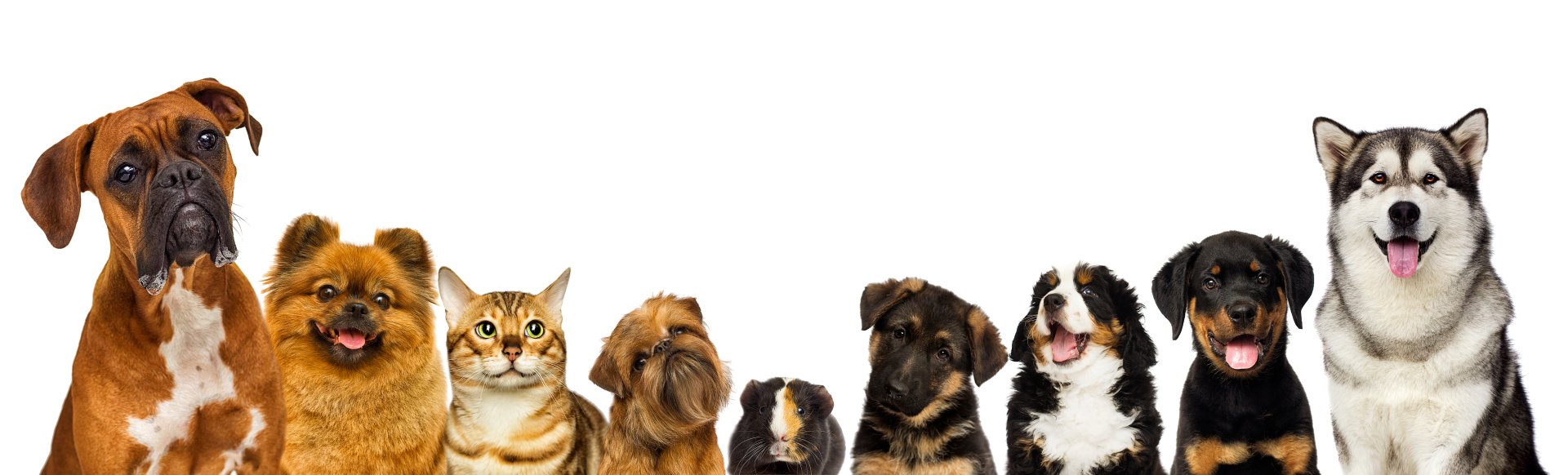 Contact Us For Pet Boarding Houston, TX Memorial Pet Lodge