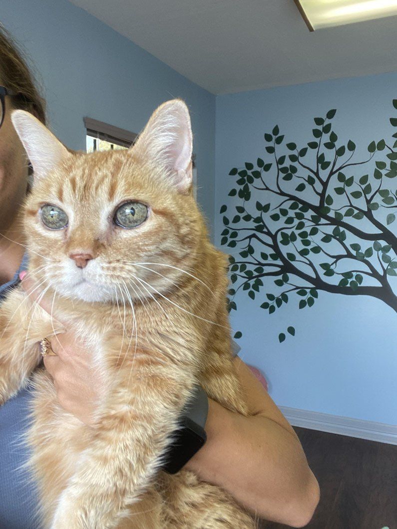 A person is holding an orange cat in their arms.