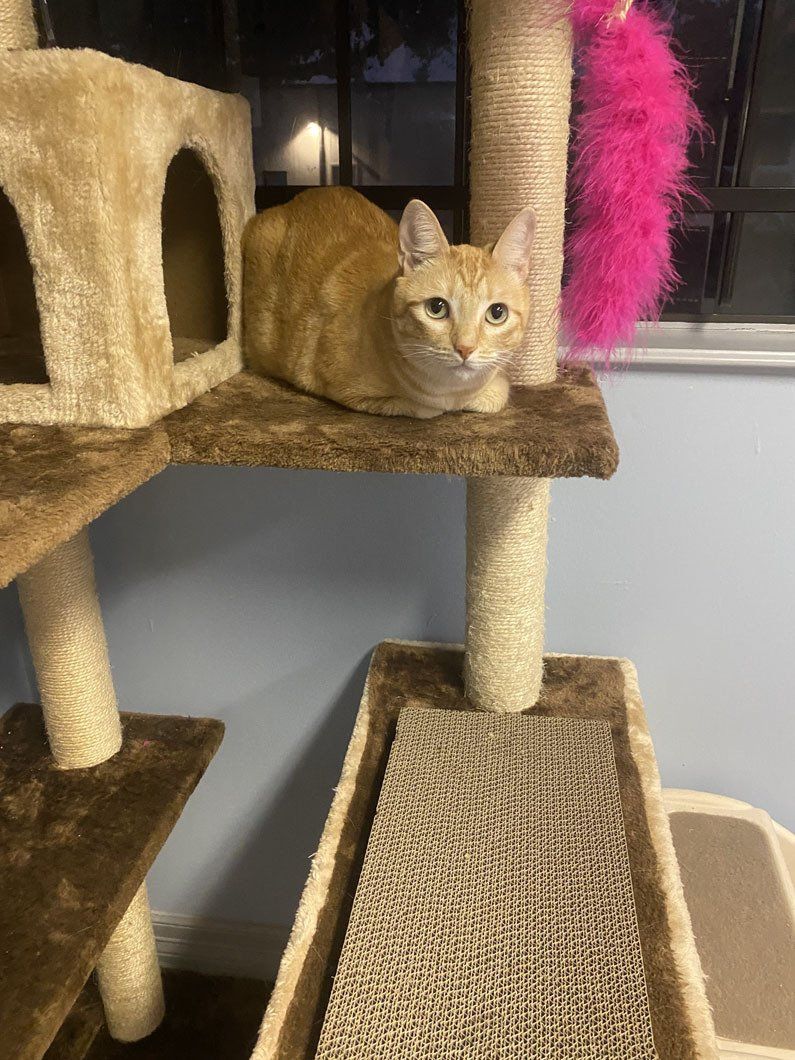 A cat is sitting on top of a cat tree.