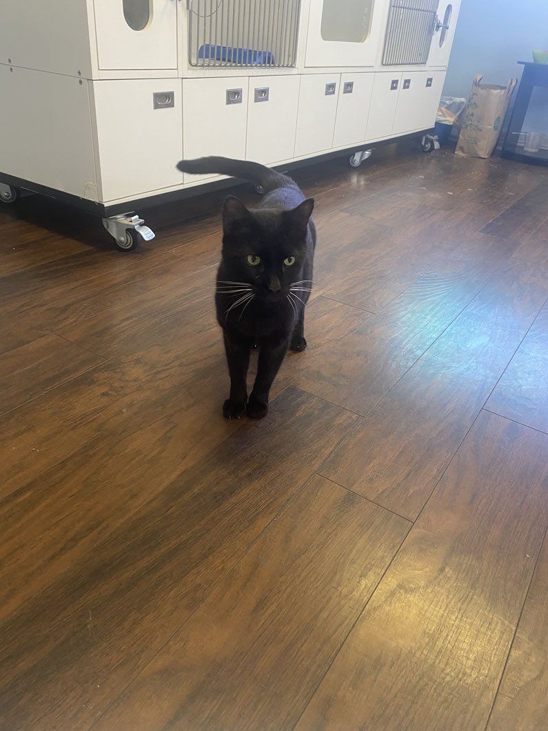 A black cat is walking on a wooden floor in a room.