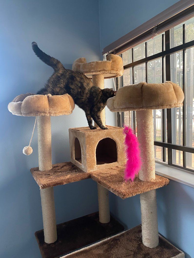 A cat is playing on a cat tree in front of a window