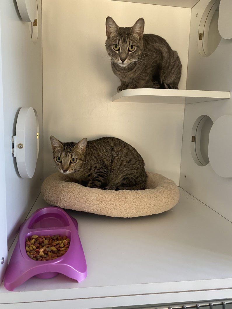 Two cats are sitting on a shelf next to a bowl of food.