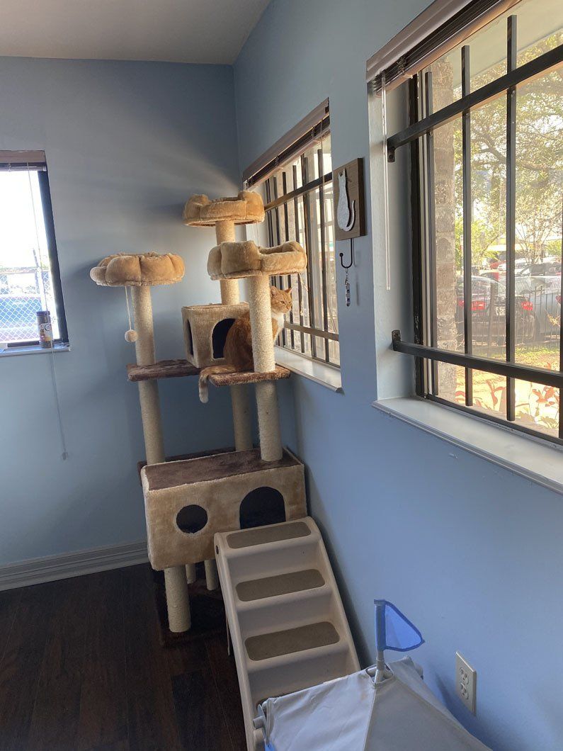 A cat tree in a room next to a window