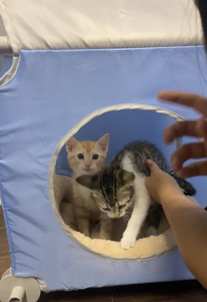 Two kittens are sitting in a blue box on a table