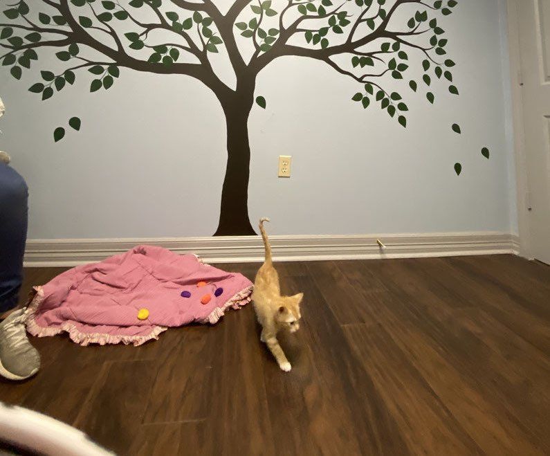 A cat is walking in a room with a tree on the wall