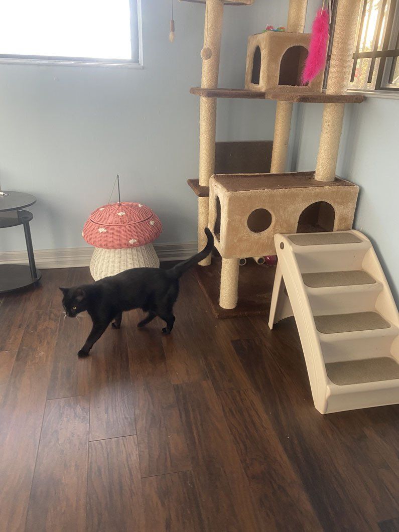 A black cat is standing next to a cat tree in a room.