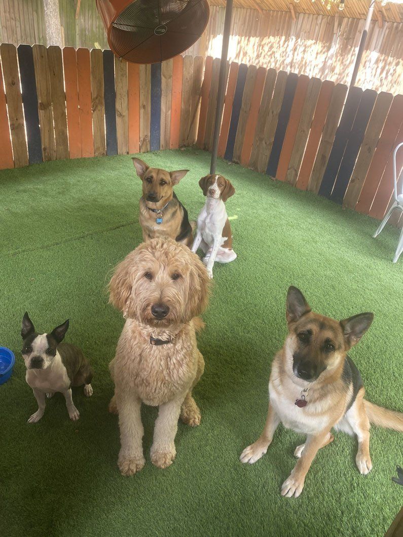 A group of dogs are sitting on top of a lush green lawn.