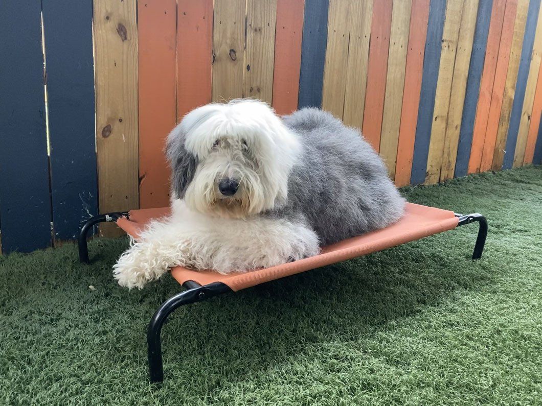 A dog is laying on a bed in a yard.